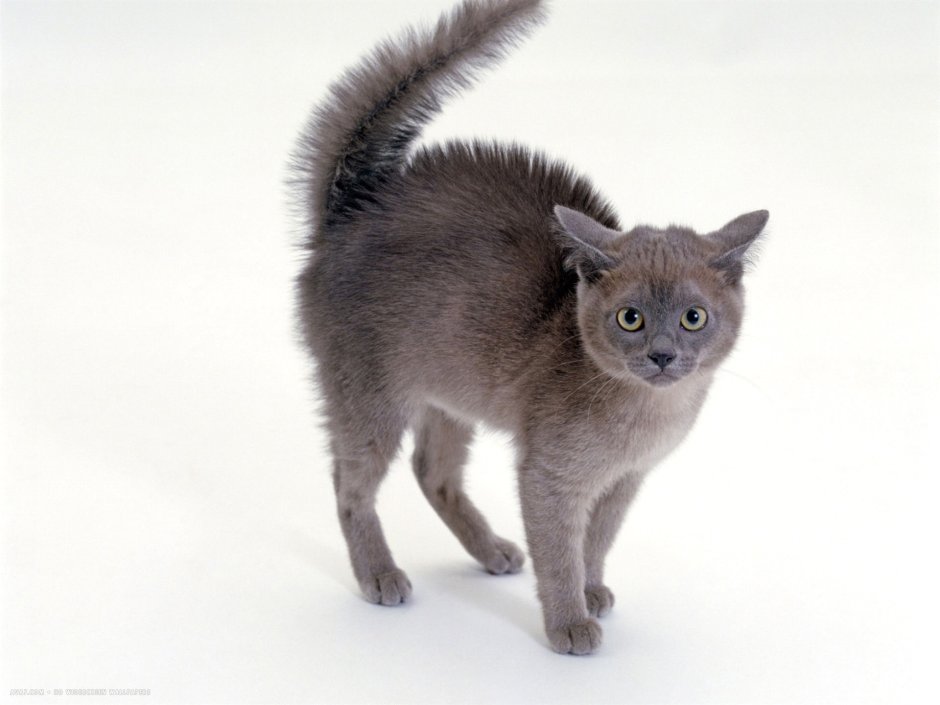 Кот шерсть дыбом