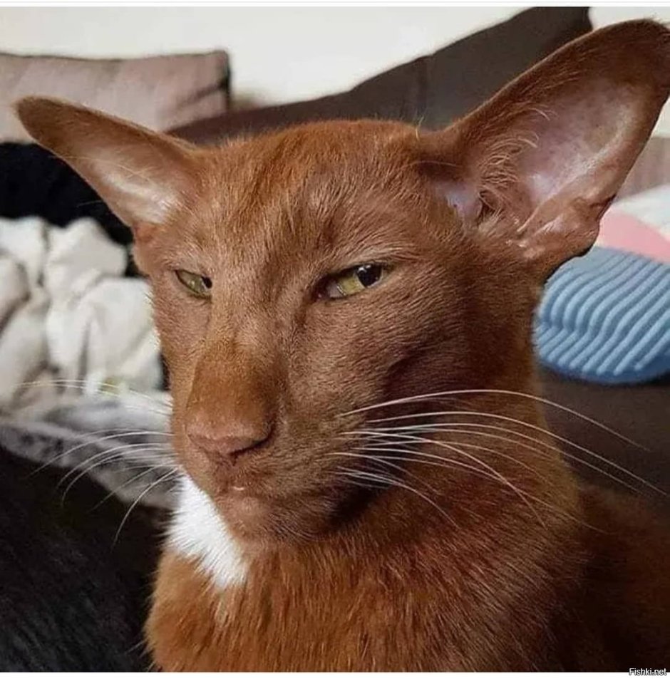 Ориентальный кот грузин