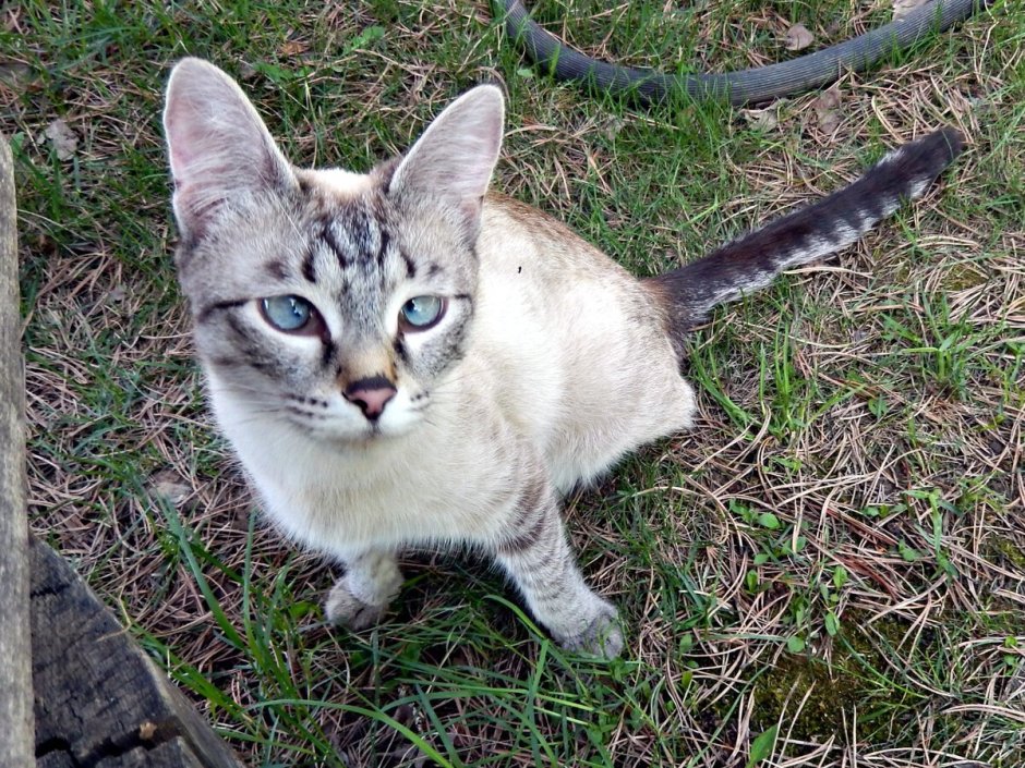 Косоглазые кошки порода