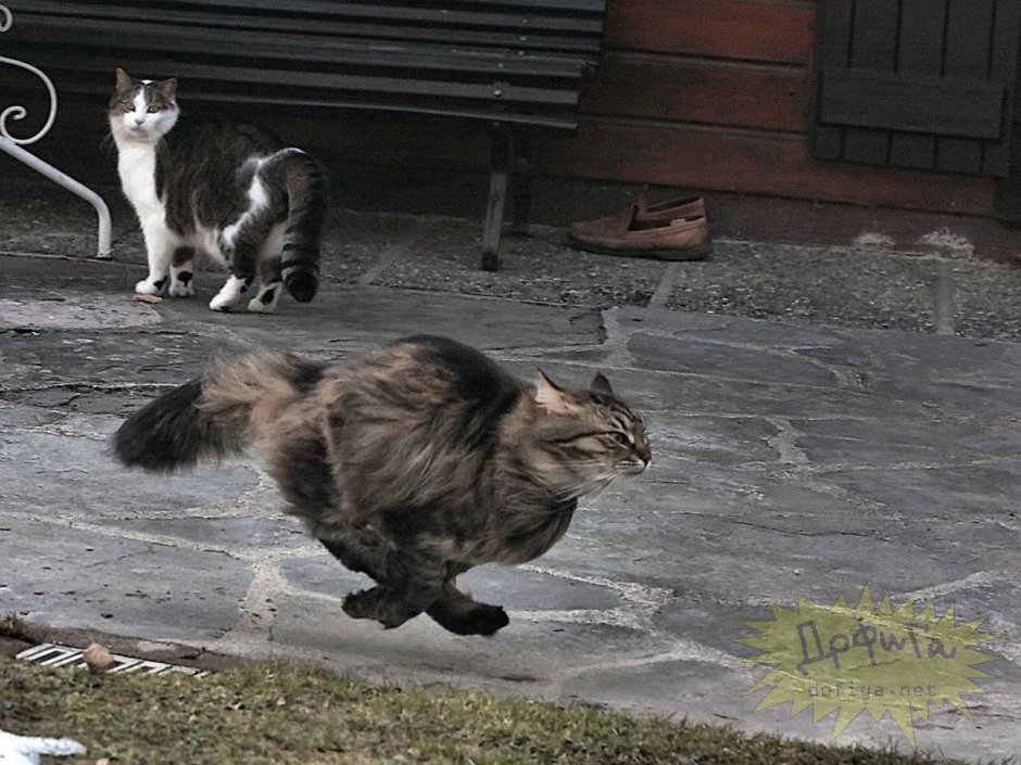 Коты породы Ориентал