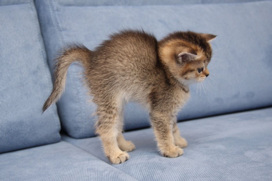 Кошки маленькие