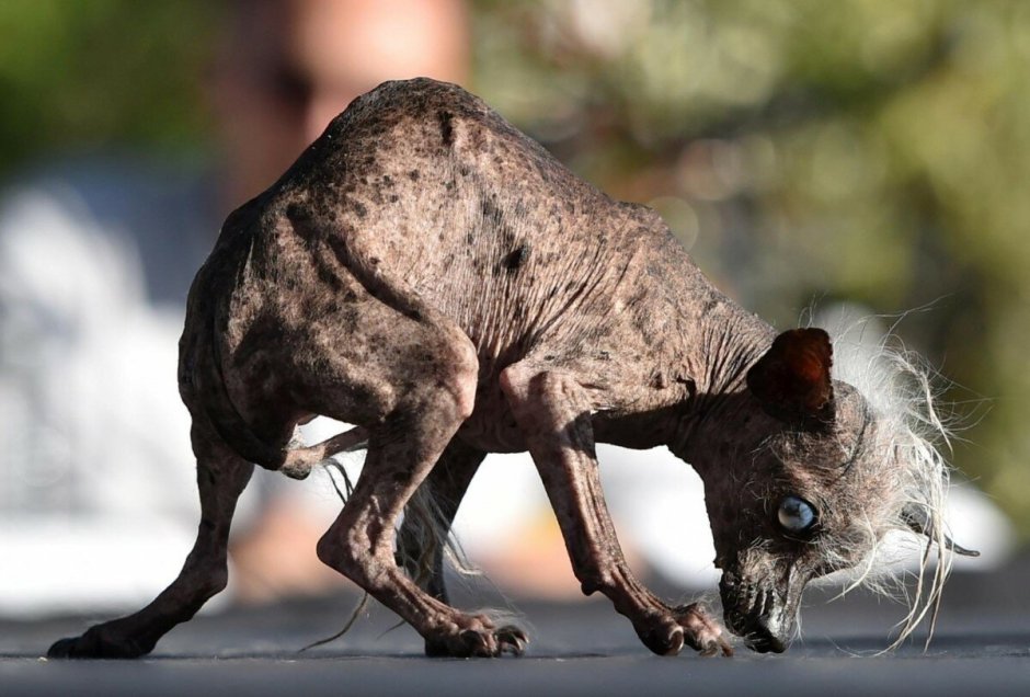 Шипящая кошка с выгнутой спиной