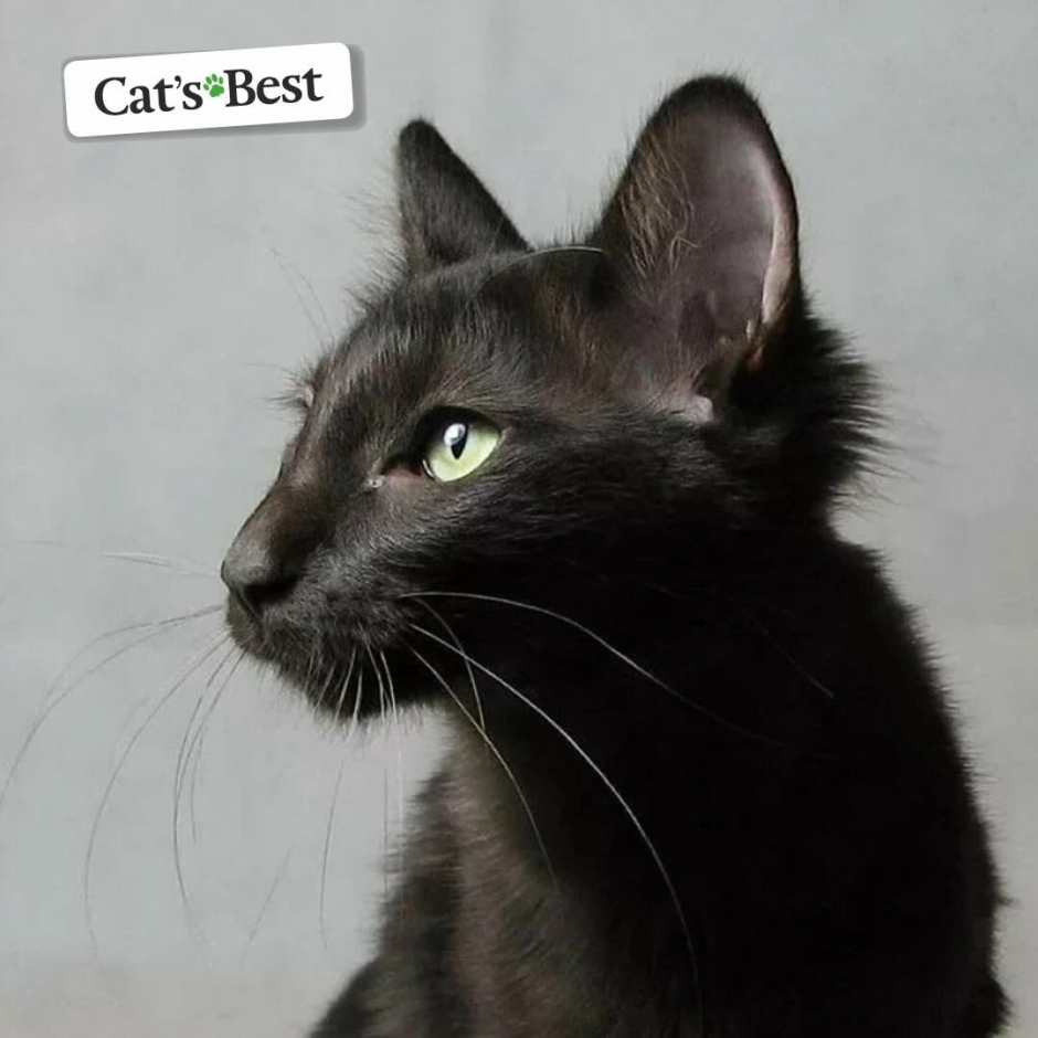 Ориентальная длинношерстная кошка