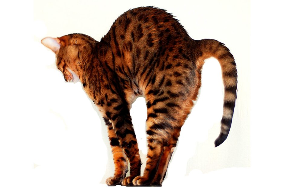 Мистер Пибблз самый маленький кот