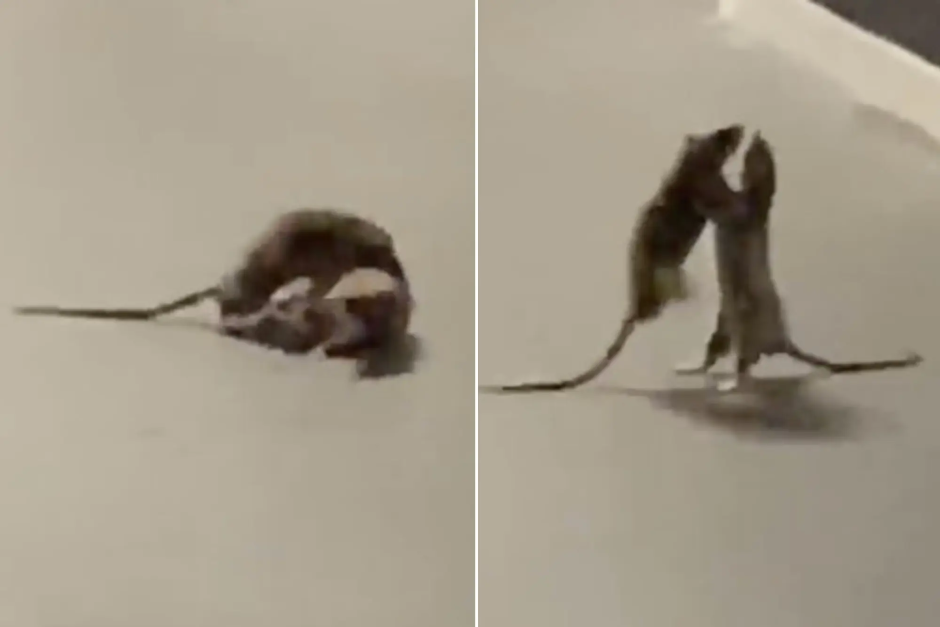 Ямы толстый кот