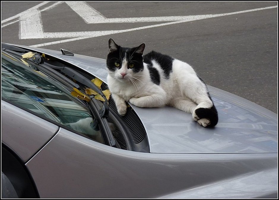 Коты на капоте