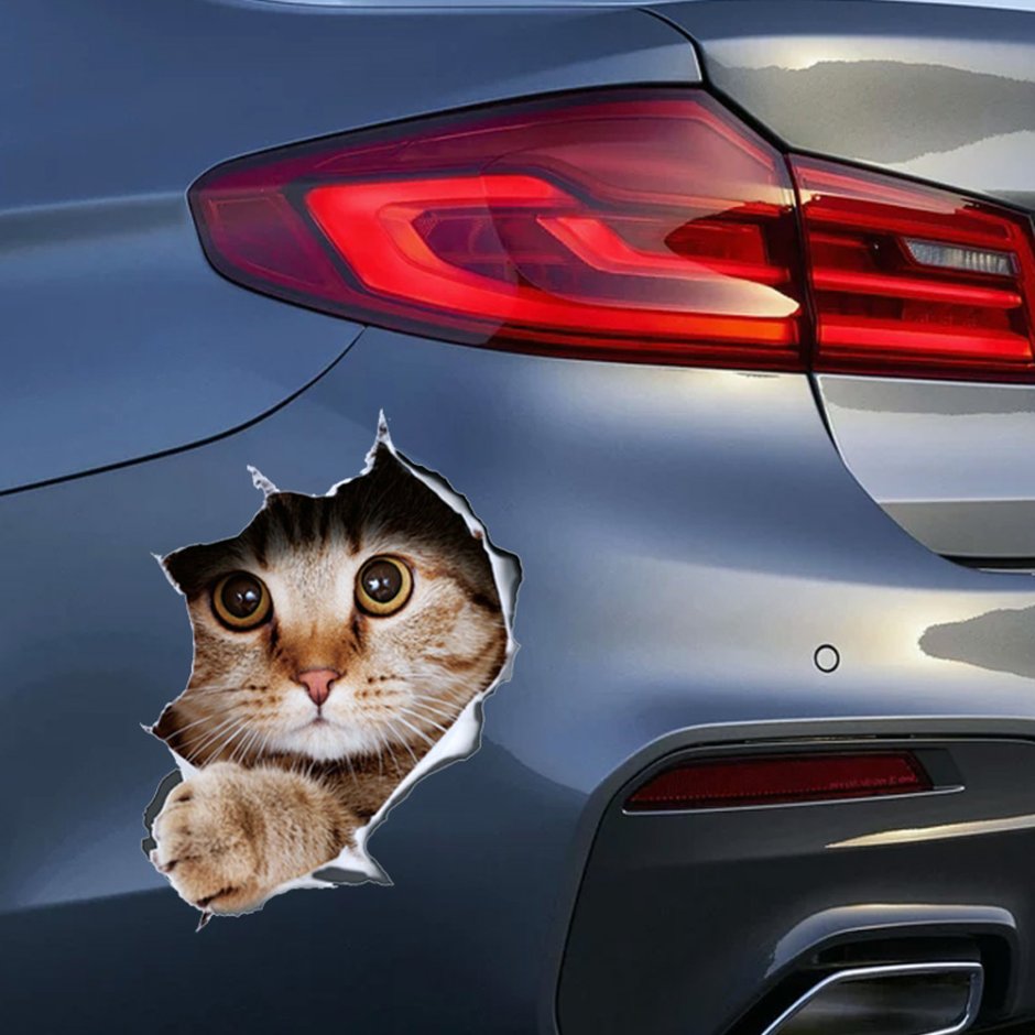 Кошачий автомобиль