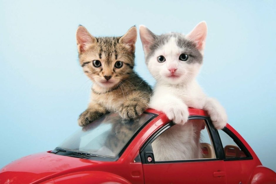 Котик едет на машине