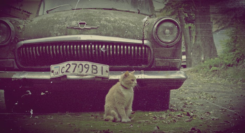 Кот на фоне машины