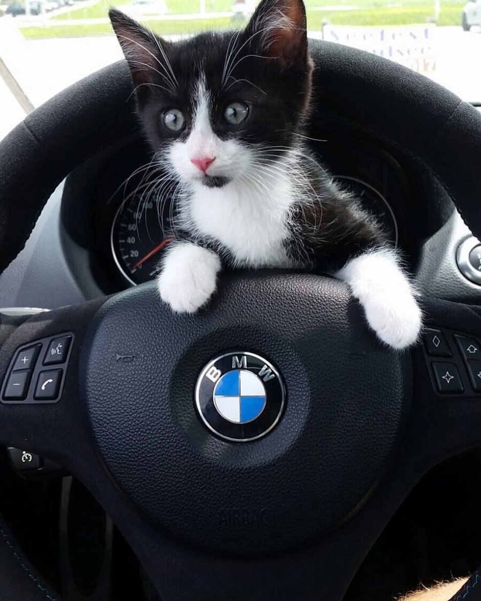 Кошка за рулем