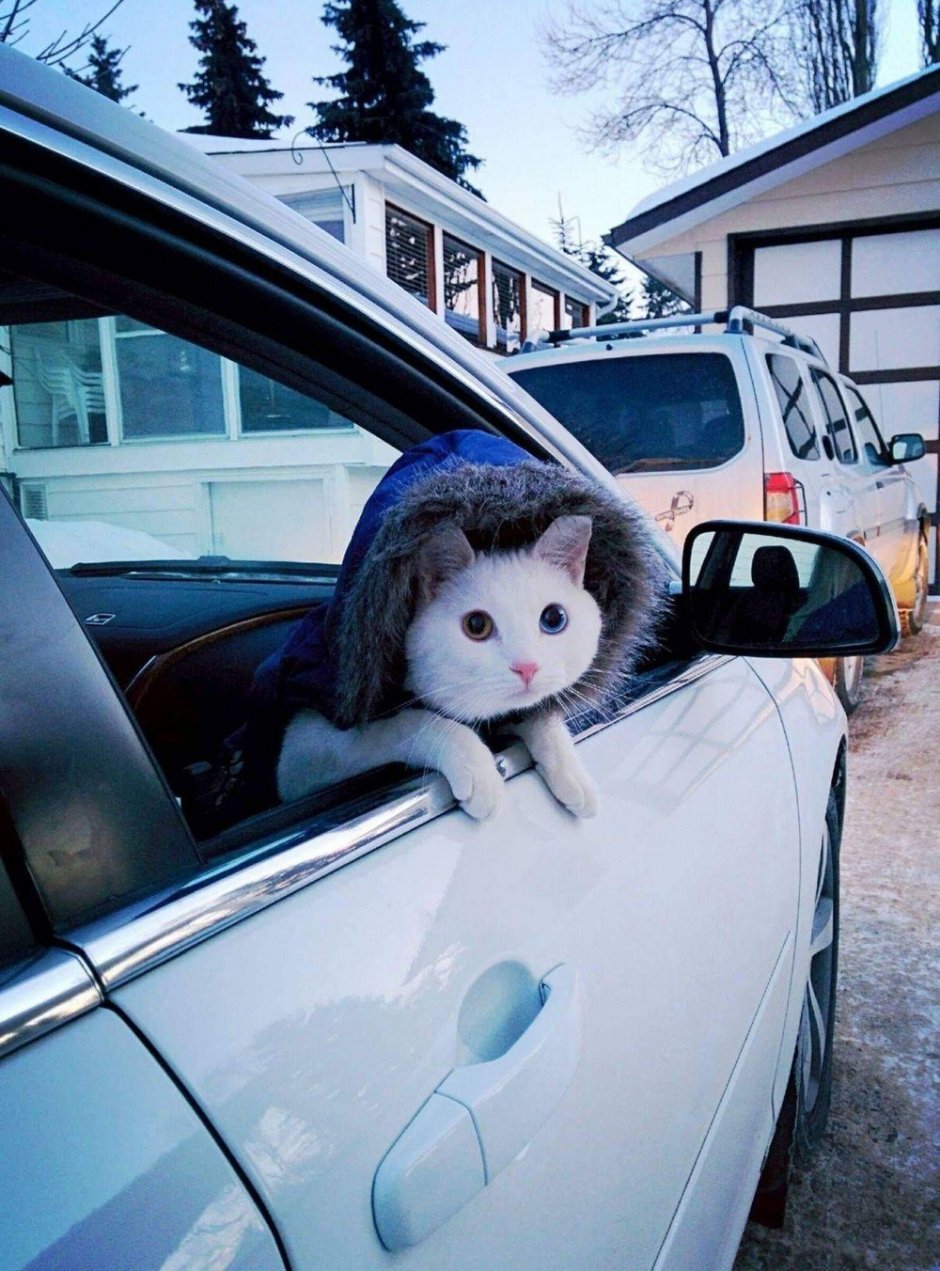 Котик едет на машине