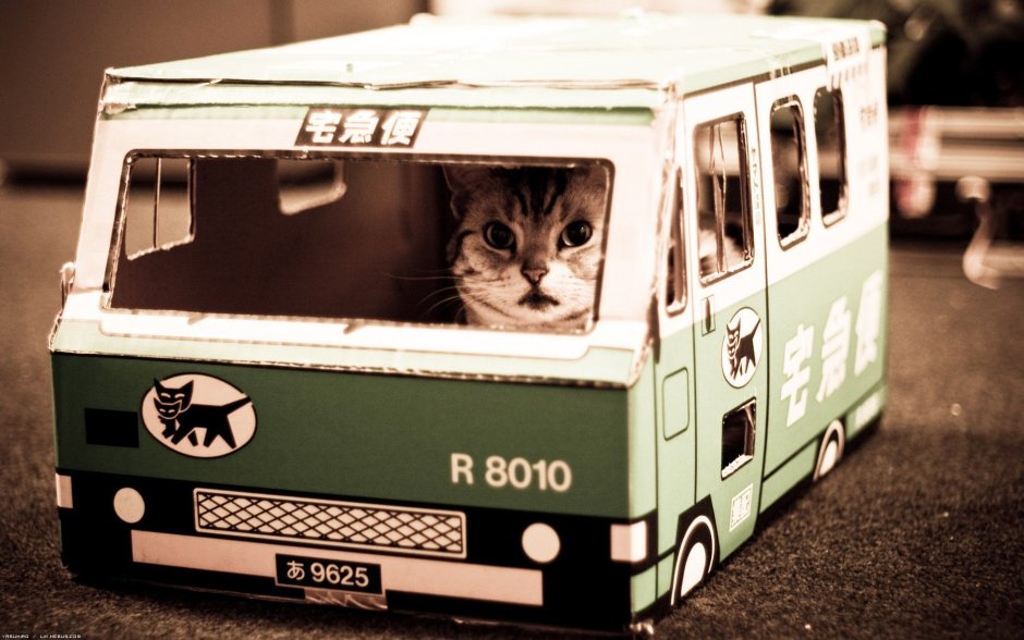 Кот автобус