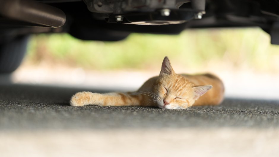 Котик за рулем авто