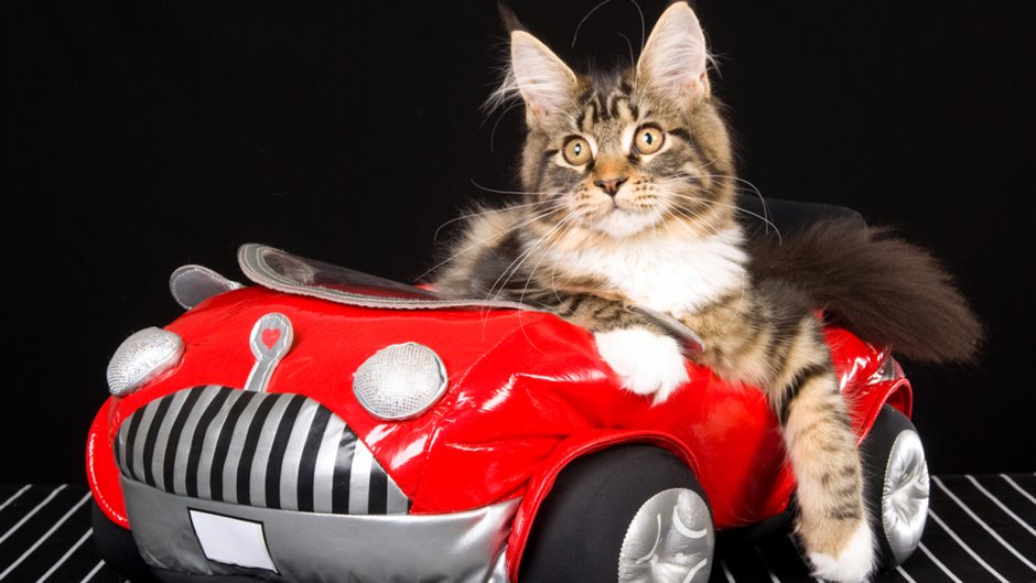 Кот + Mercedes
