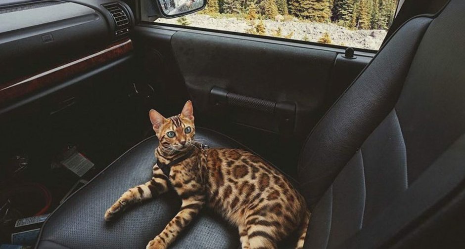 Котенок под машиной