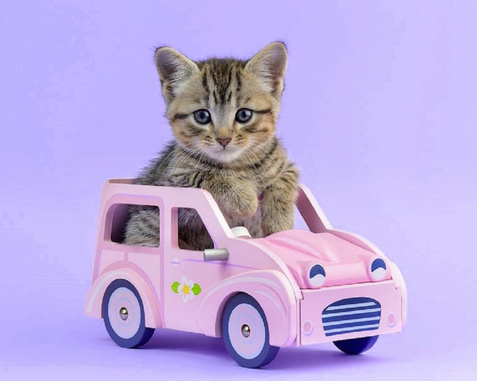 Машина для котов