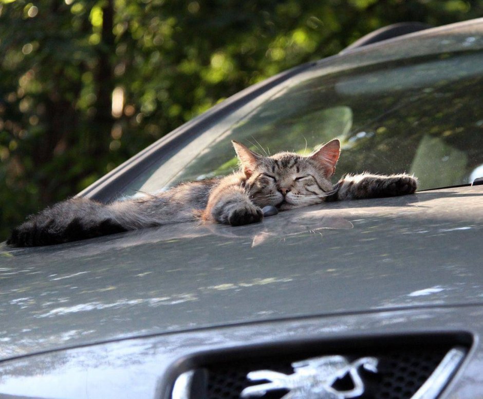 Кот на капоте