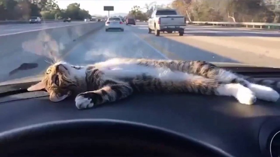 Чмоня котенок Мем