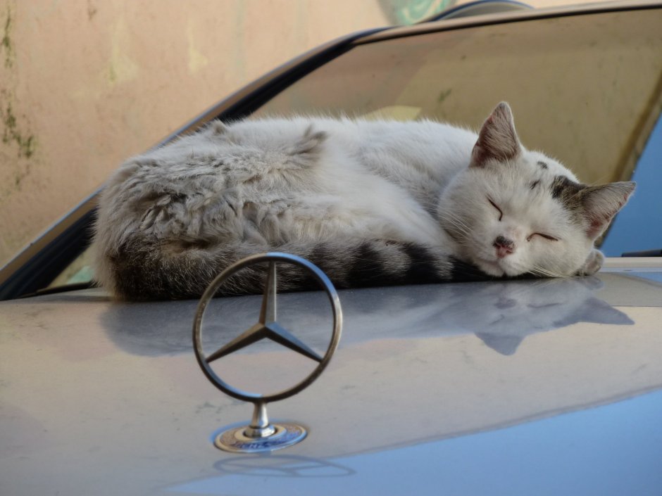 Белый кот в машине