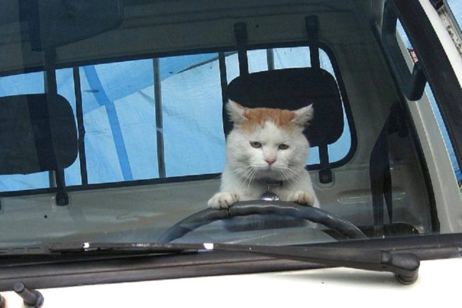 Коты за рулем