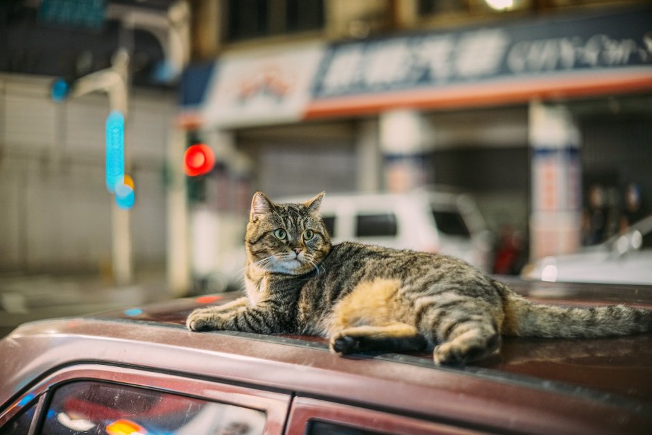 Кот на крыше машины