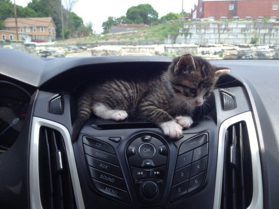Котенок за рулем