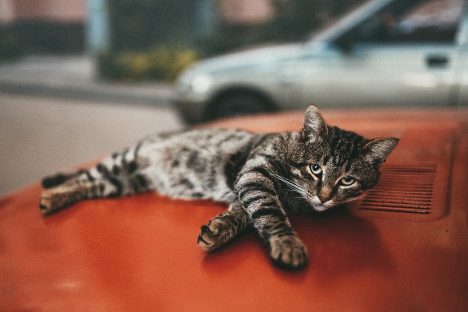 Кошки на капоте