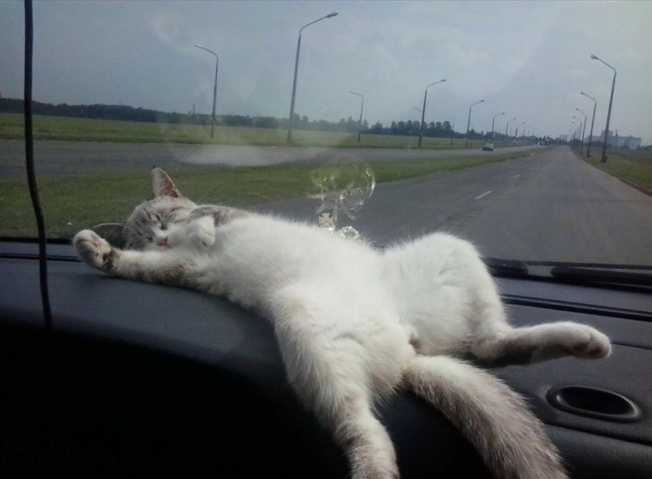 Кошка ремонтирует машину
