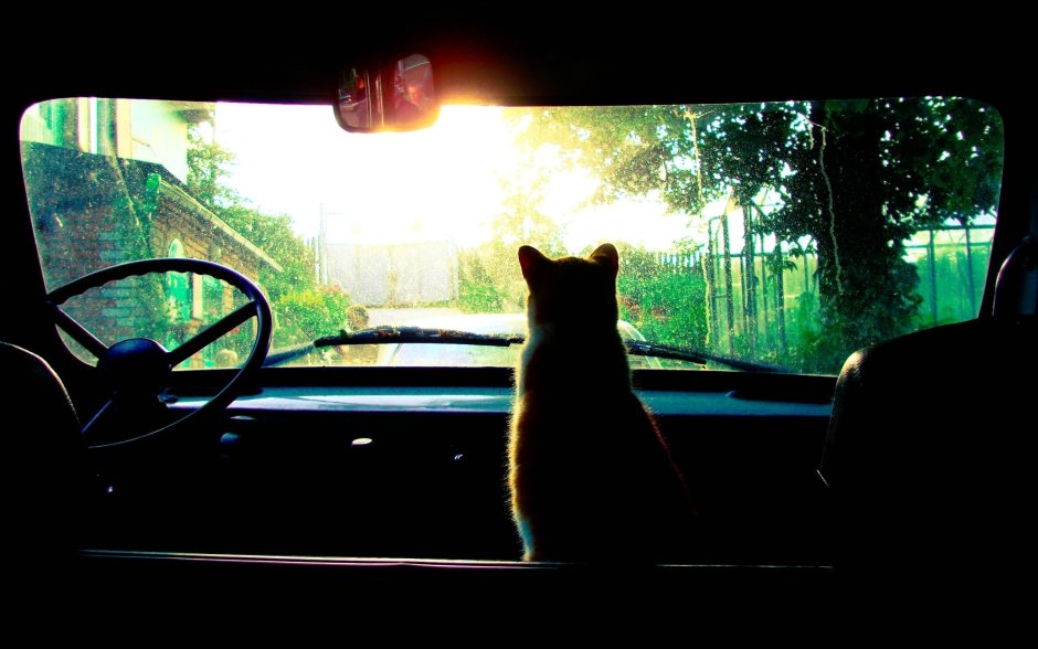 Котик на окно в машину