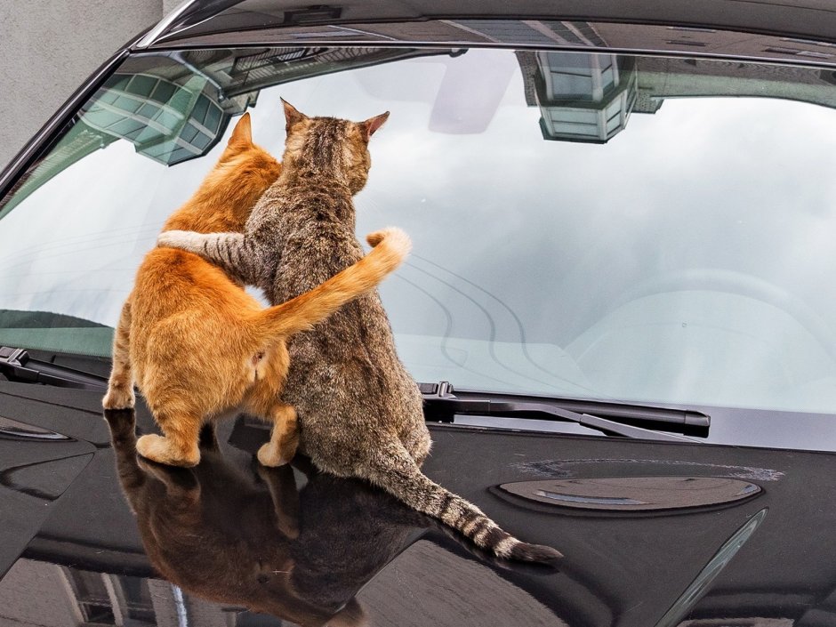 Кошачий автомобиль