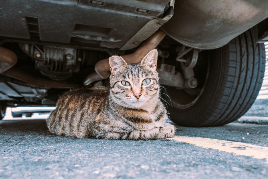 Кошачий автомобиль