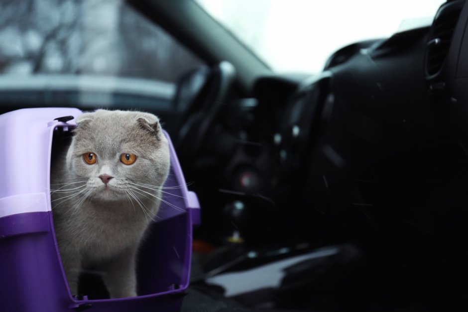 Котик в машине