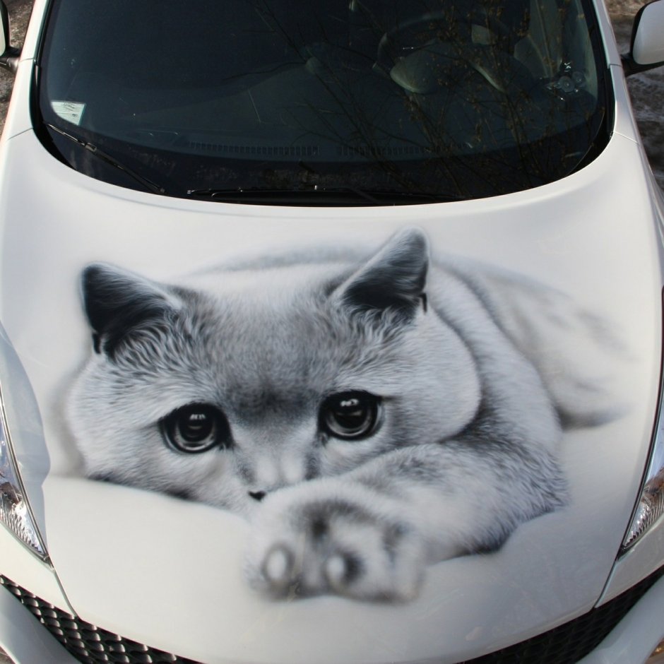 Кот за рулем