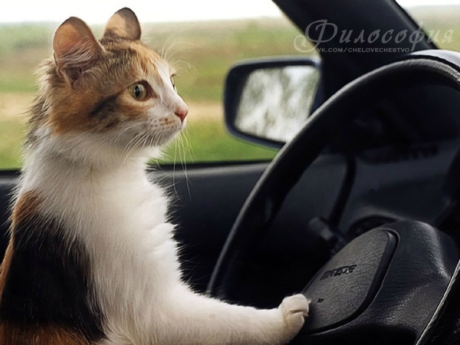 Кошка в машине