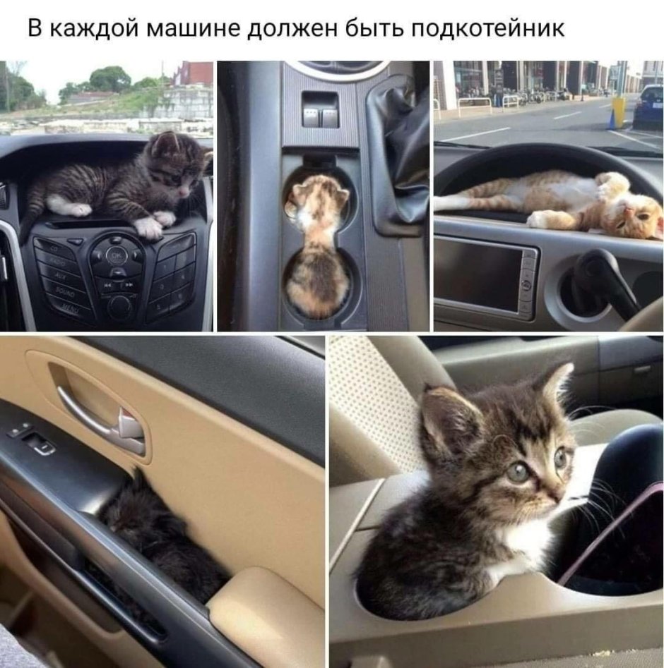 Злой кот за рулем