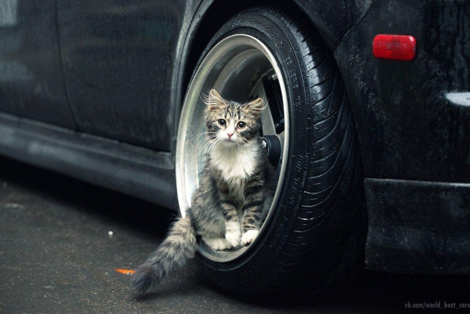 Котёнок в колесе