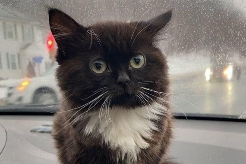 Кот в машине