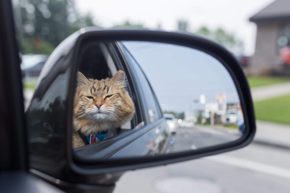 Смешные коты на Мерседес