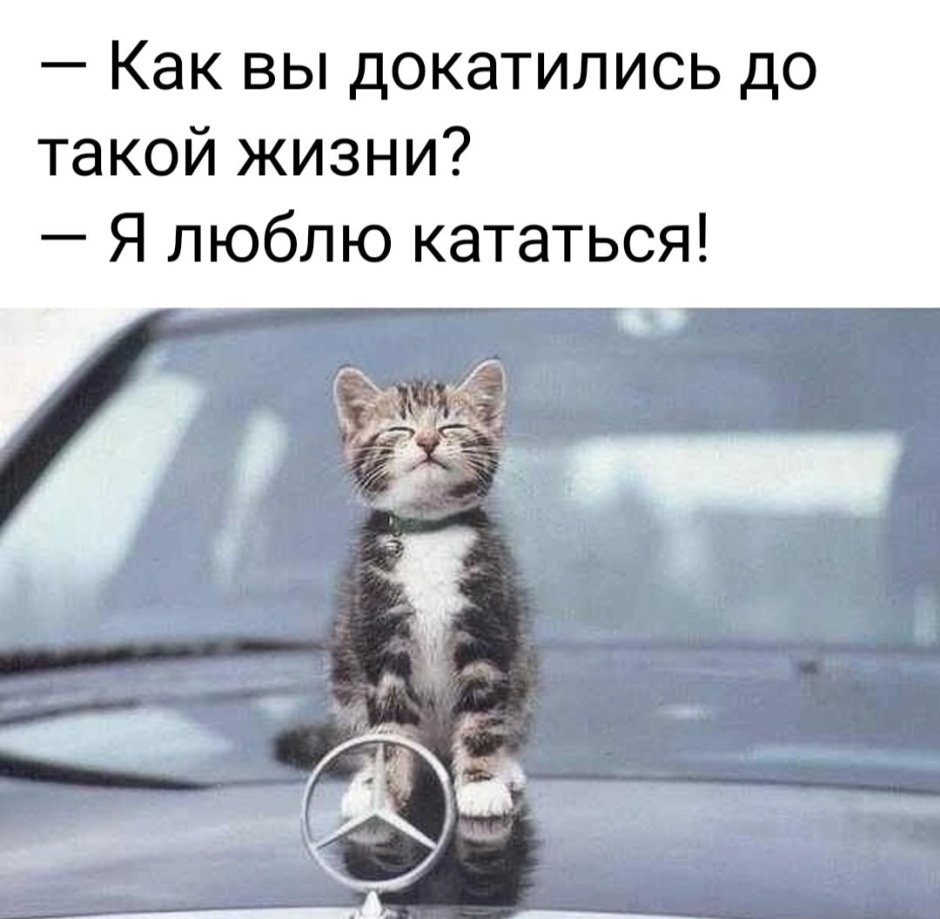 Кот за рулём машины