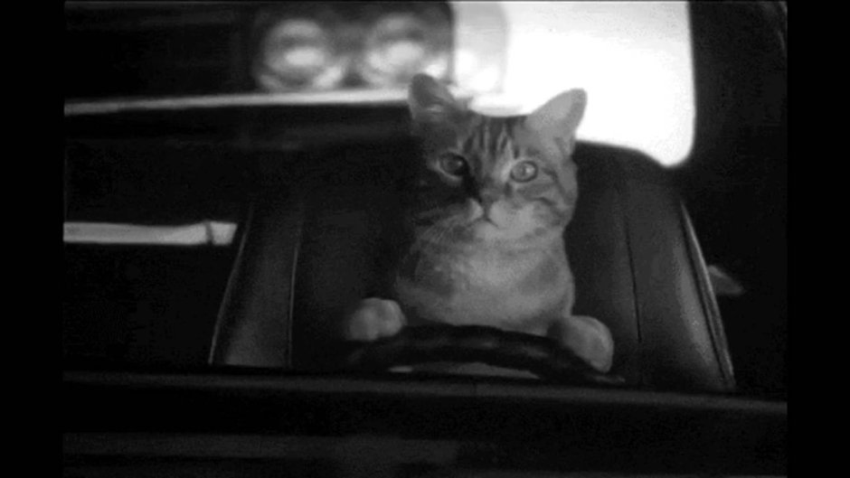Cat car traveller