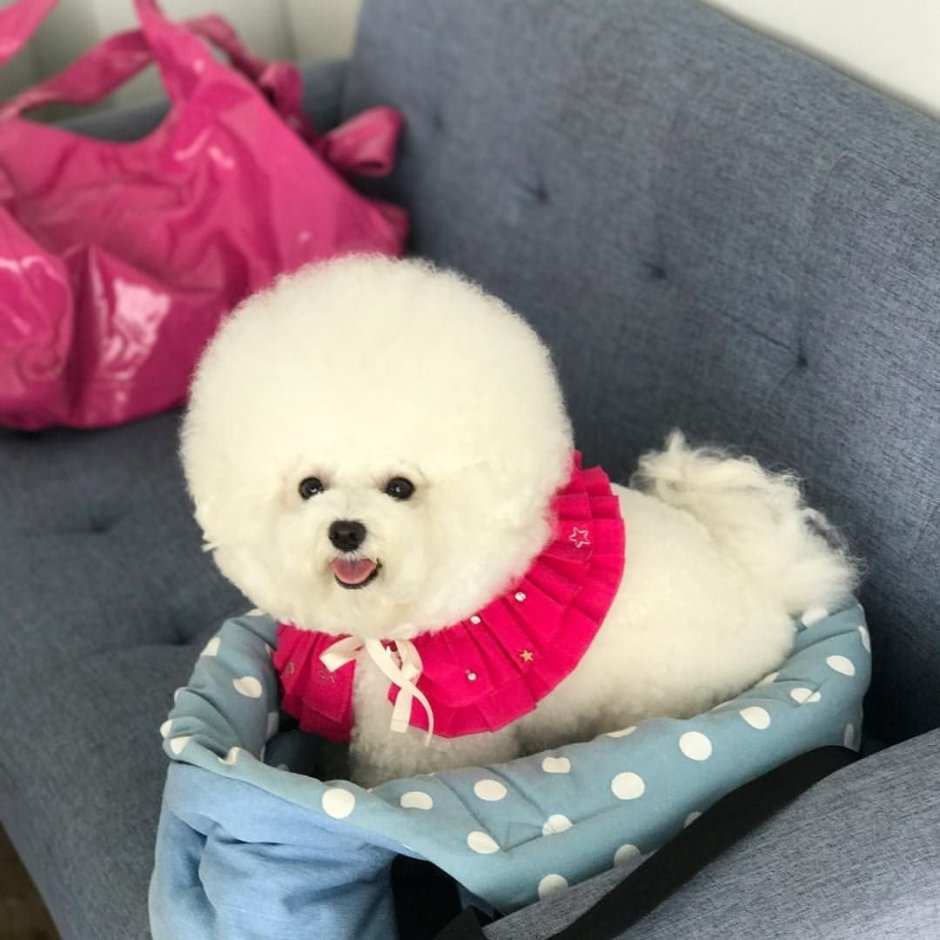 Teacup Bichon Frise сколько стоит