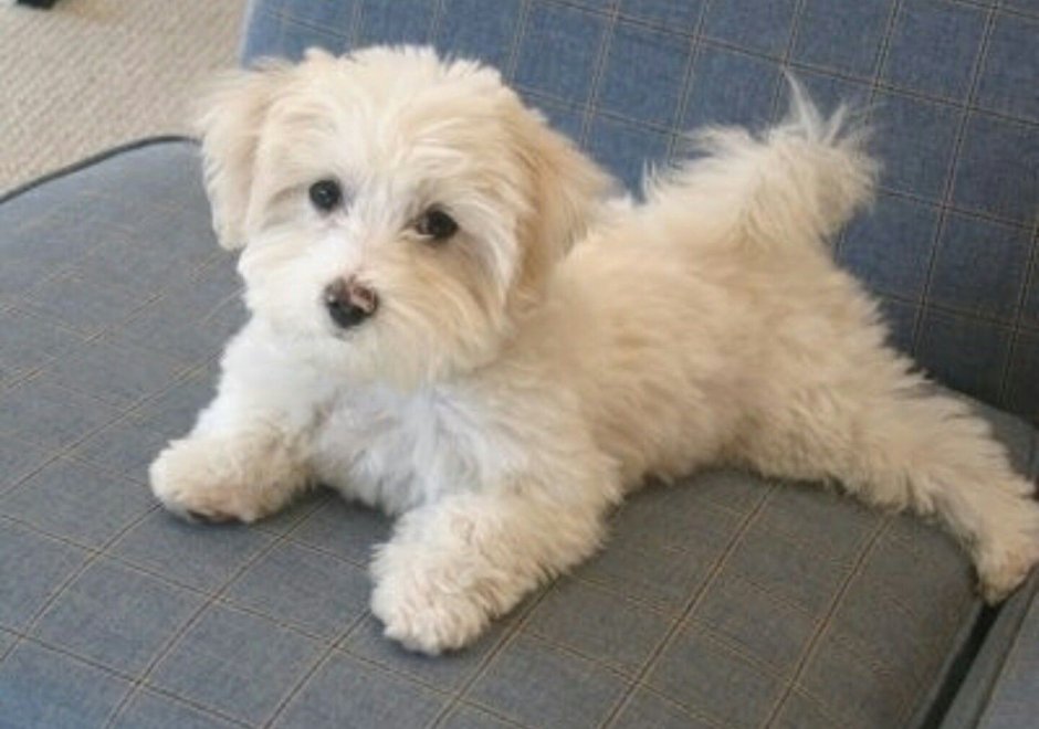 Bichon Frise Puppy