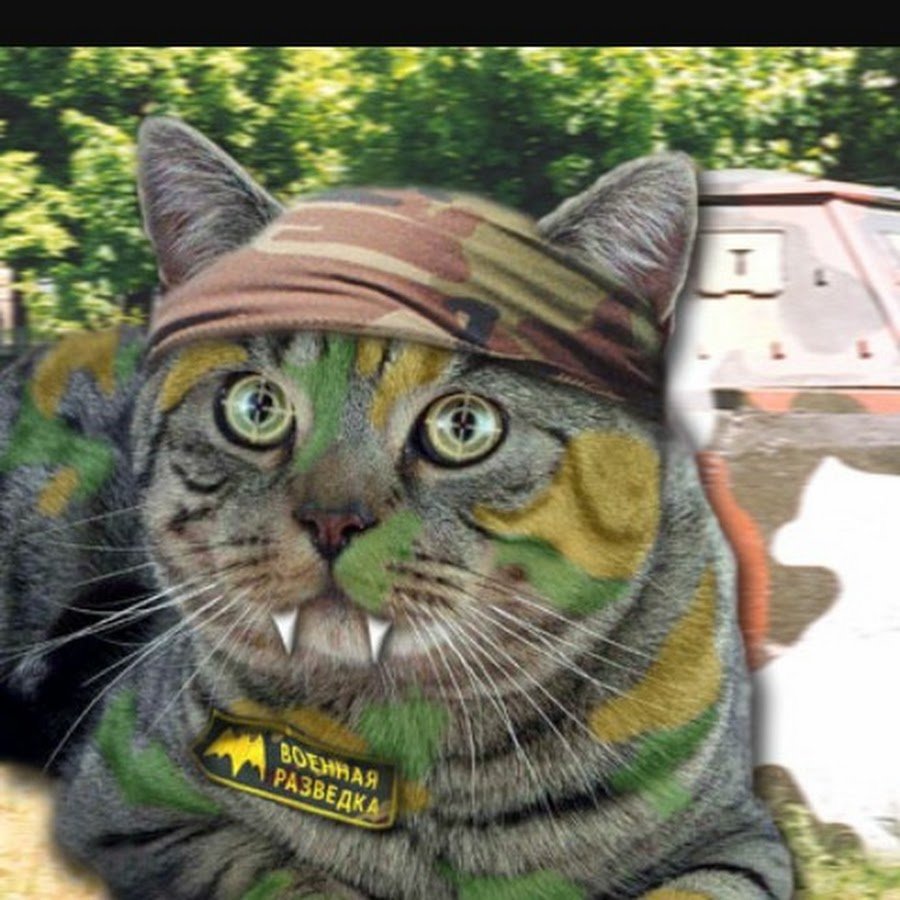 Кот разведчик