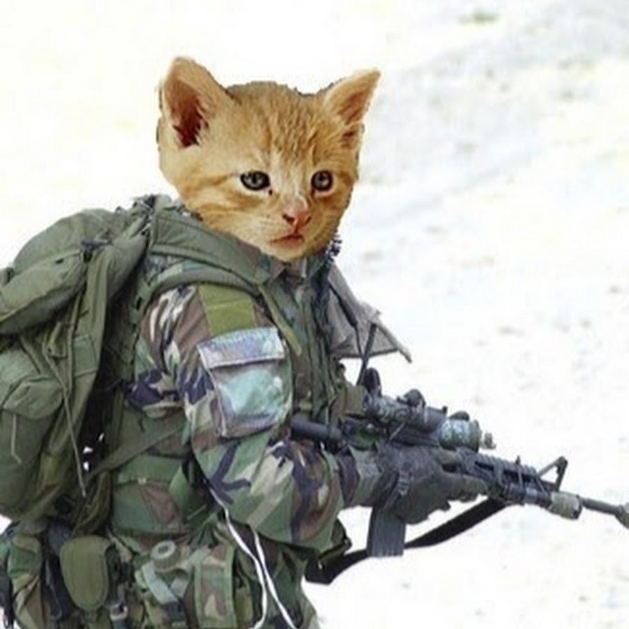 Боевой кот