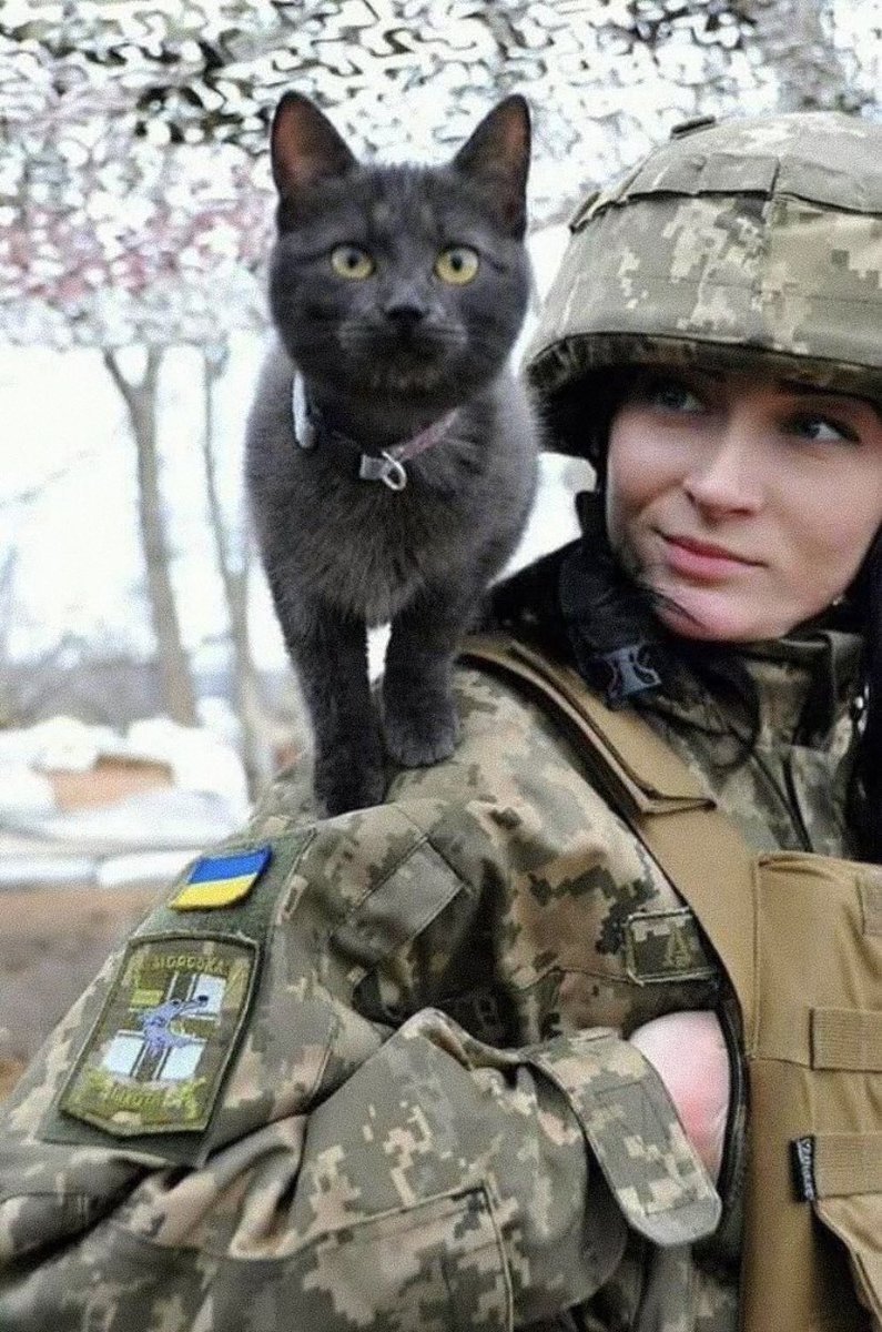 Кот военный