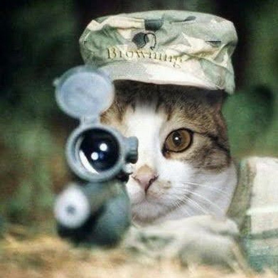 Котик в военной форме с оружием