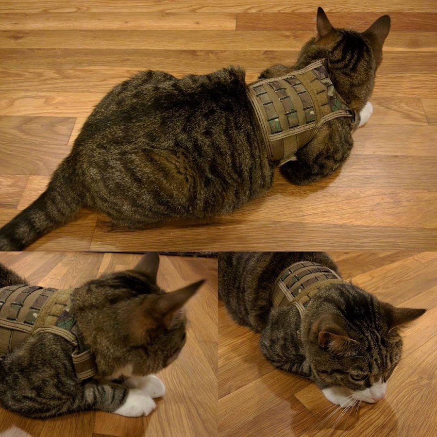 Бронежилет для котов
