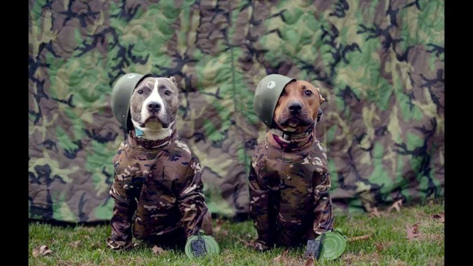 Собака в камуфляже