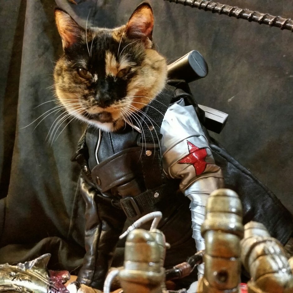 Боевые коты