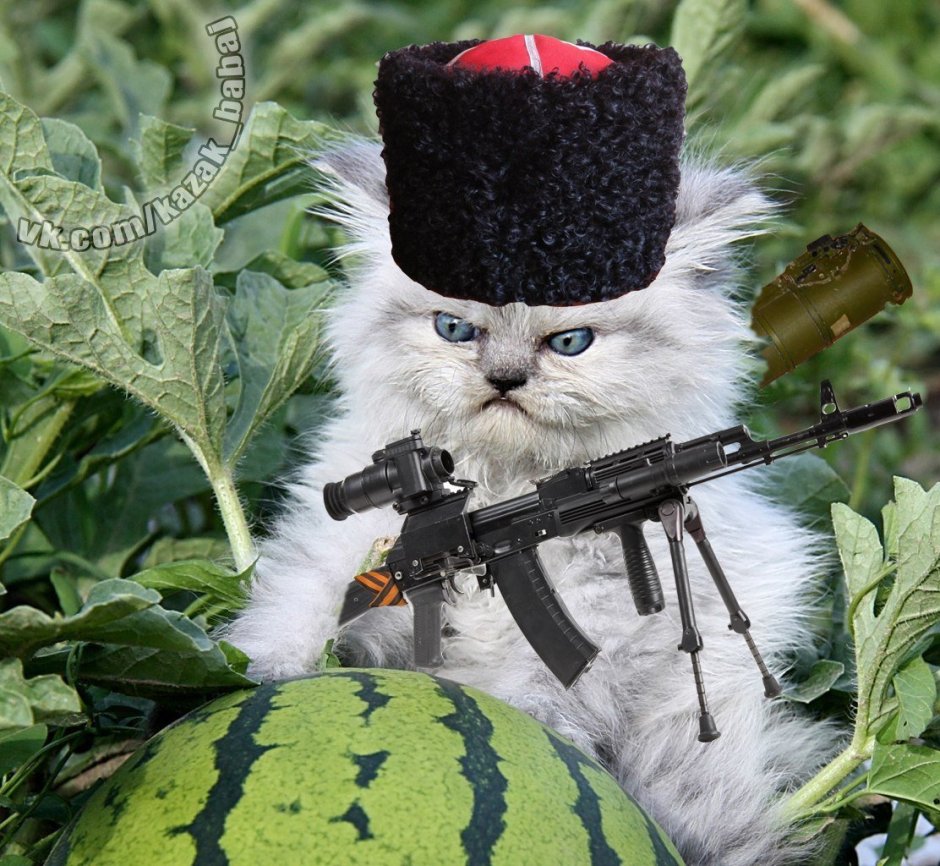 Боевой кот